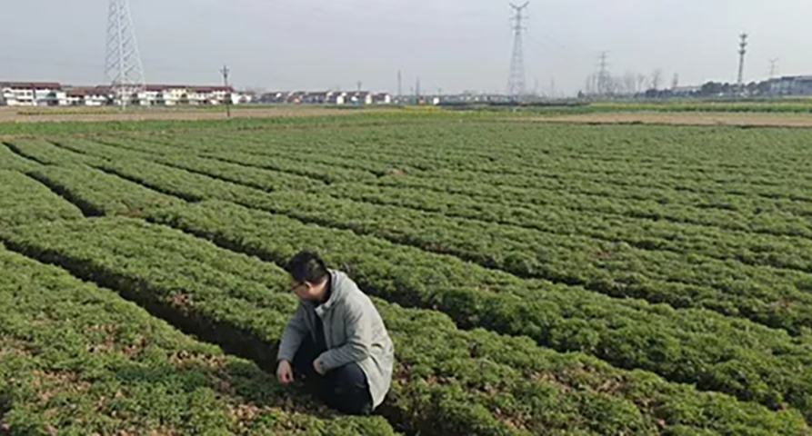 未雨绸缪探实情 精准施策控成本——陇神戎发深入延胡索产区开展专项调研
